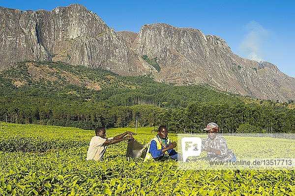 Teepflückerinnen auf einer Teeplantage am Berg Mulanje  Malawi  Afrika