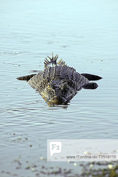 Salt water crocodile  Crocodylus porosus  australia