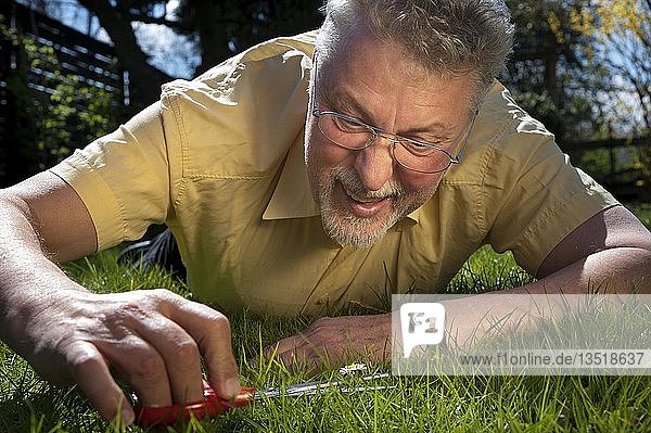 Mann liegt auf dem Rasen und schneidet Gänseblümchen mit einer Schere