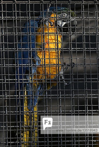 Gelbbrustara (Ara ararauna) hinter Gitter im Käfig captive Deutschland Europa