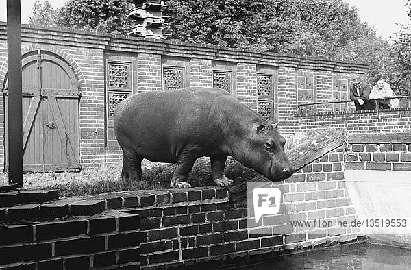 Besuch im Zoo Nilpferd 1958 Leipzig Sachsen DDR Deutschland Europa