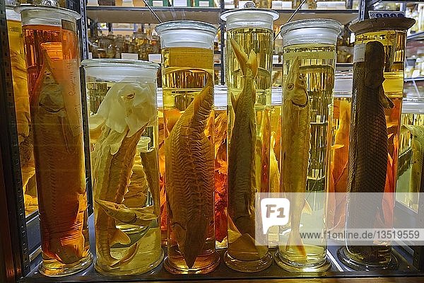 Glasvitrine mit alkoholkonservierten Tierpräparaten  Exponate in den Nasssammlungen  Naturkundemuseum  Berlin  Deutschland  Europa
