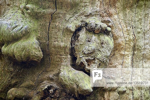 Baumgesicht einer 800 Jahre alten Buche (Fagus)  Naturschutzgebiet des Urwalds Sababurg  Hessen  Deutschland  Europa