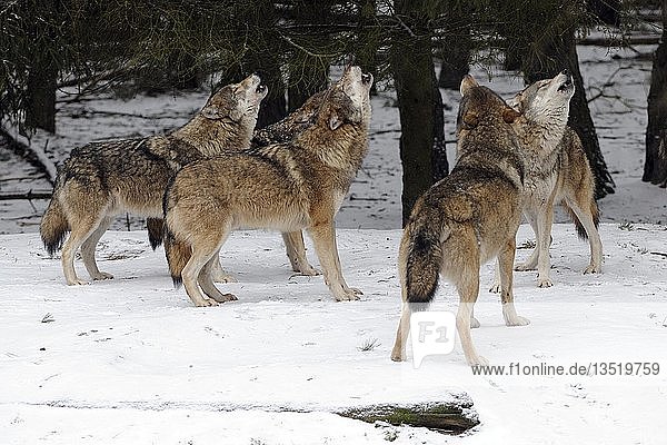 Ein Rudel Grauer Wölfe (Canis lupus) heult während der Brunftzeit