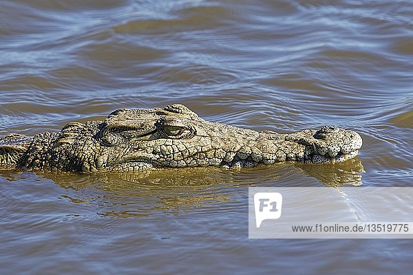 Nilkrokodil (Crocodylus niloticus) im Wasser  Tierporträt  Sunset Dam  Krüger-Nationalpark  Mpumalanga  Südafrika  Afrika