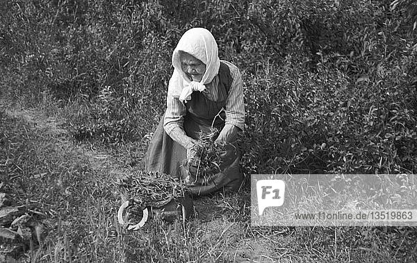Alte Frau sucht Kräuter am Wegesrand 1948 nahe Leipzig Sachsen DDR Deutschland Europa