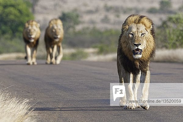 Afrikanische Löwen (Panthera leo) drei adulte Männchen laufen auf asphaltierter Straße Krüger Nationalpark Südafrika