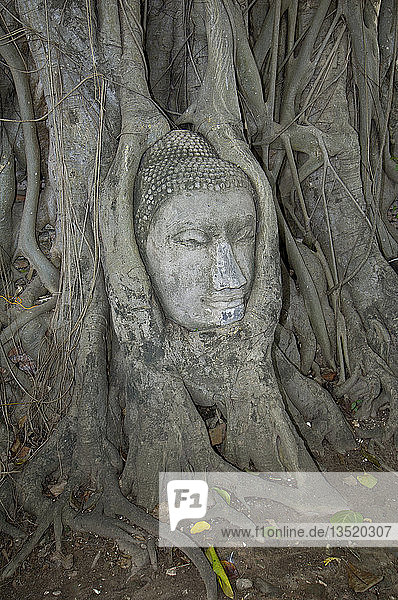 Buddha head in the old kingdom city ayutthaya  Thailand  Asia