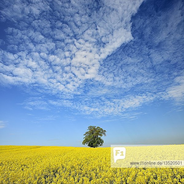 Blühendes Rapsfeld mit einsamer Eiche unter blauem Himmel mit Schäfchenwolken  Mecklenburgische Schweiz  Mecklenburg-Vorpommern  Deutschland  Europa
