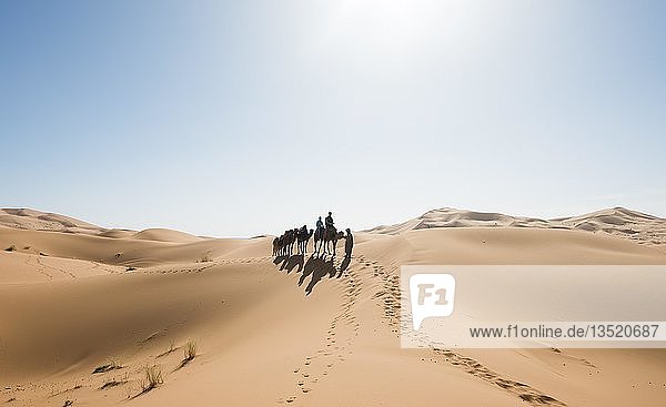 Caravan with Dromedary (Camelus dromedarius)  shadow on sand dunes in the desert  Erg Chebbi  Merzouga  Sahara  Morocco  Africa
