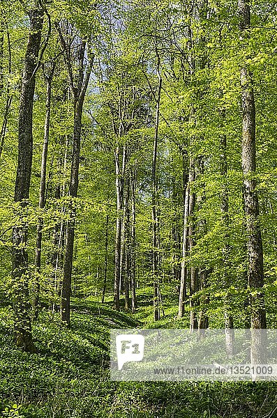 Rotbuchenwald (Fagus sylvatica) und ein Feld mit Bärlauch (Allium ursinum) im Frühling  Baden-Württemberg  Deutschland  Europa