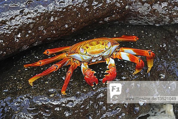 Red Rock Crab or Sally Lightfoot Crab (Grapsus Grapsus)  Espanola Island  Galapagos  UNESCO World Heritage Site  Ecuador  South America