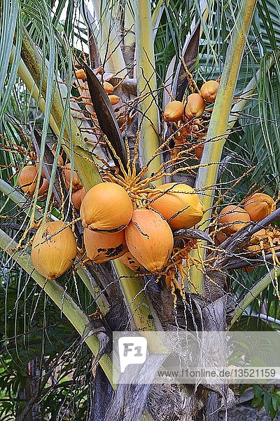 Kokosnusspalme (Cocos nucifera) mit reifen Kokosnüssen  Insel Mahe  Seychellen  Afrika