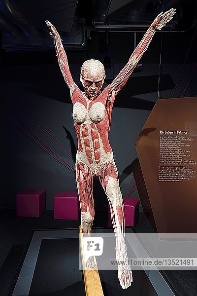 Plastinate  female human body on balance beam  Body Worlds  Menschen Museum  Berlin  Germany  Europe