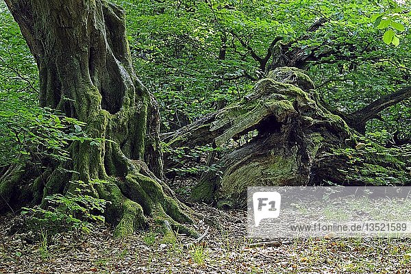 Circa 800 year old Beech (Fagus)  ancient forest of Sababurg  Hesse  Germany  Europe
