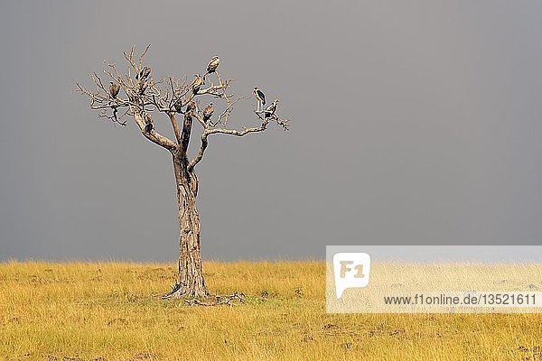Verdorrter Baum mit verschiedenen Arten von Geiern vor einer Sturmfront  Masai Mara  Kenia  Afrika