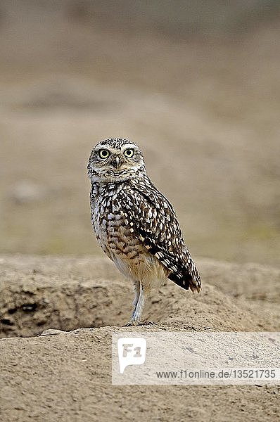 Kanincheneule  Speyotyto cunicularia