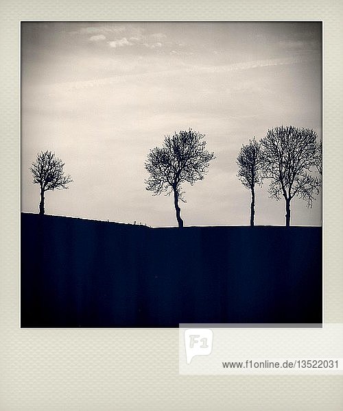 Polaroid Bäume auf dem Land Frankreich Europa