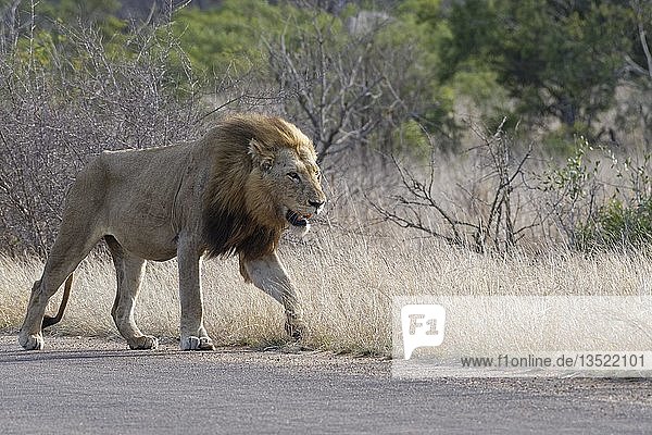 Afrikanischer Löwe (Panthera leo) adultes Männchen läuft auf geteerter Straße Krüger-Nationalpark Südafrika