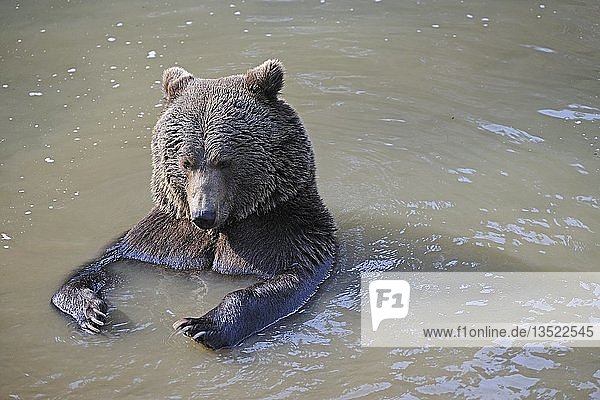 Braunbär (Ursus arctos)  im Wasser spielend