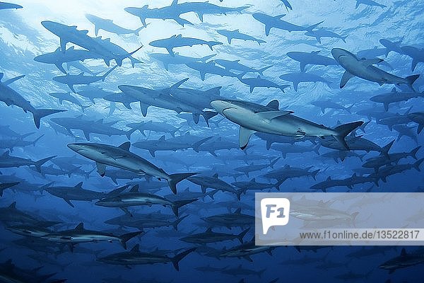 Swarm Silky sharks (Carcharhinus falciformis) Malpelo Colombia South America