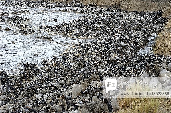 Gnu (Connochaetes taurinus)  Gnuwanderung  Gnus drängeln sich am Ufer des Mara-Flusses  Masai Mara  Ostafrika  Afrika