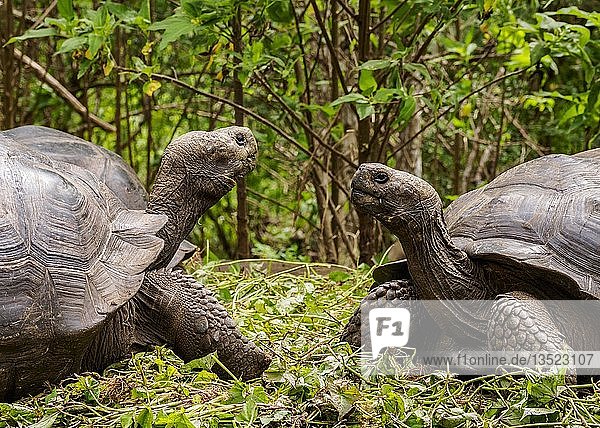 Galapagos-Riesenschildkröten (Chelonoidis nigra)  Hochland von Floreana oder Karlsinsel  Galapagos  Ecuador  Südamerika