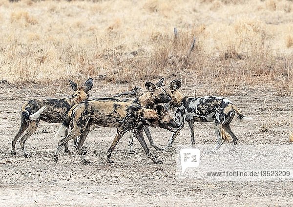 Mitglieder eines Rudels afrikanischer Wildhunde (Lycaon pictus) beim Zusammensein  South Luangwa National Park  Sambia  Afrika