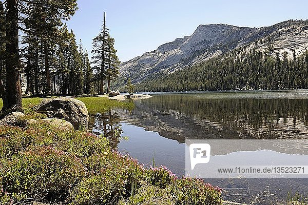 Früher Morgen am Tenaya Lake im Yosemite National Park  Kalifornien  USA  Nordamerika