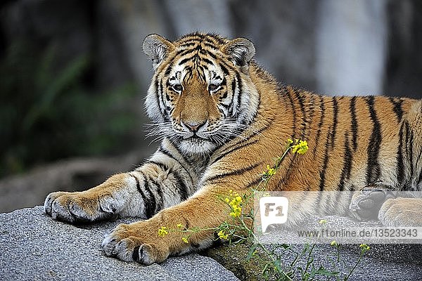 Junger Amur- oder Sibirischer Tiger (Panthera tigris altaica)