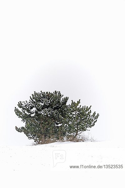 Solitary stunted Mountain Pine or Mugo Pine (Pinus mugo) in winter