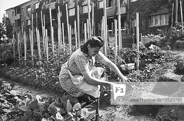 Frau arbeitet im Garten mitten in der Stadt 1947 Krochsiedlung Leipzig Sachsen DDR Deutschland Europa