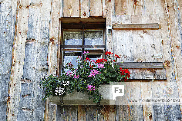 Fenster mit Fensterläden und Geranien auf einer Berghütte  Oberstdorf  Oberallgäu  Allgäu  Schwaben  Bayern  Deutschland  Europa