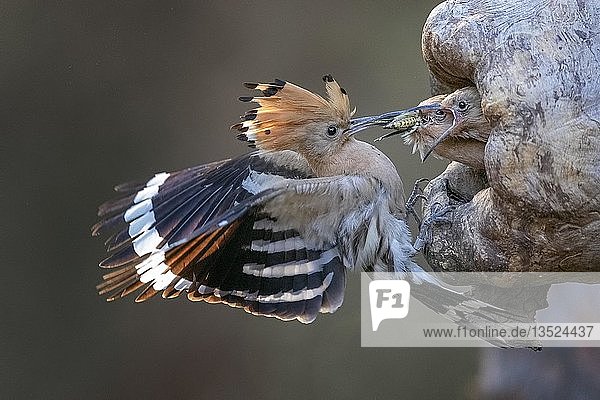 Wiedehopf (Upupa epops)  Altvogel füttert Jungvogel  Biosphärenreservat Mittelelbe  Sachsen-Anhalt  Deutschland  Europa