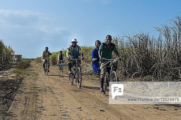 Sugar cane cutters on their way to work cycling through the sugar cane fields  Nchalo  Malawi  Africa