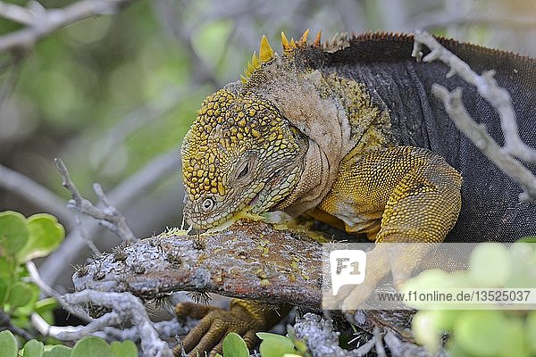 Galapagos-Landleguan (Conolophus subcristatus)  Unterart der Insel Plaza Sur  frisst ein Blatt des Galápagos-Feigenkaktus (Opuntia echios)  Galapagos-Inseln  UNESCO-Welterbe  Ecuador  Südamerika