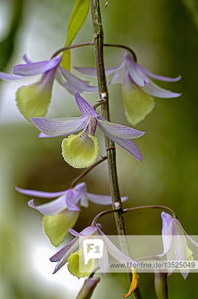 Orchidee  Dendrobium anosmum