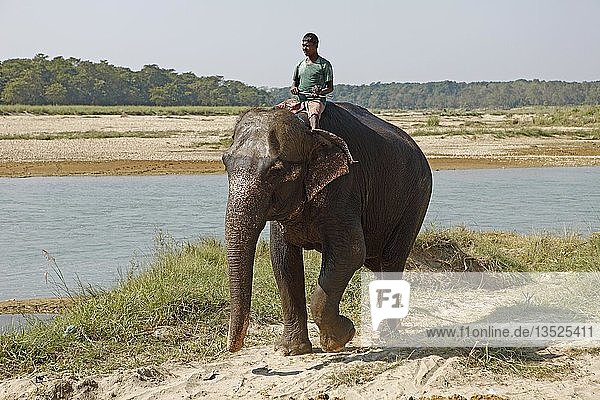 Mahut auf einem Elefanten (Elephantidae)  Sauraha  Chitwan-Nationalpark  Terai-Tiefland  Nepal  Asien