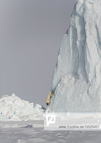 Eisbär (Ursus maritimus)  Männchen macht sich auf  um einen Eisberg zu erklimmen  Baffininsel  Nunavut  Kanada  Nordamerika