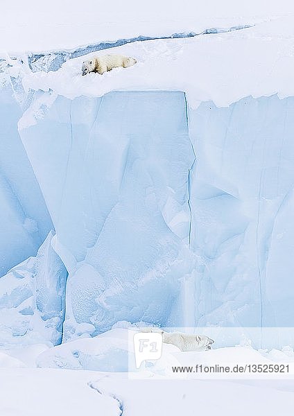 Eisbären (Ursus maritimus)  Jungtier  15 Monate alt  schaut von einem Eisberg auf Muttertier und Geschwister hinunter  Unorganized Baffin  Baffin Island  Nunavut  Kanada  Nordamerika