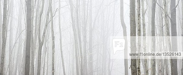 Kahler Buchenwald im Winter  dichter Nebel  Hintergrundbild  Ziegelrodaer Forst  Sachsen-Anhalt  Deutschland  Europa
