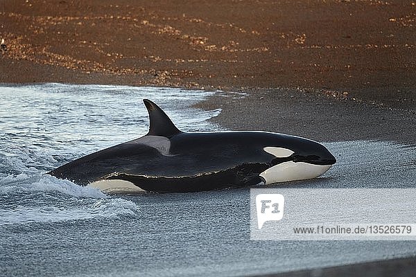 Orca (Orcinus orca)  der bei dem erfolglosen Versuch  ein Seelöwenjunges (Otaria flavescens) zu fangen  absichtlich am Strand strandet  Halbinsel Valdés  Chubut  Argentinien  Südamerika