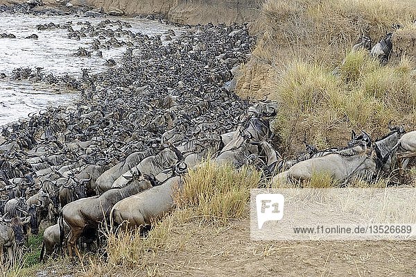 Gnus (Connochaetes taurinus)  Gnu-Wanderung  Gedränge am Ufer des Mara-Flusses  Masai Mara  Kenia  Ostafrika  Afrika