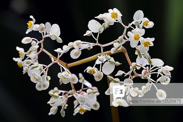Blühende Begonie (Begonia acuda)  heimisch in Brasilien