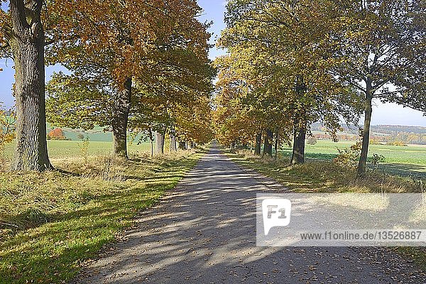 Idyllische Straße im Herbst mit alten Eichen (Quercus)  Urwald Sababurg  Hessen  Deutschland  Europa