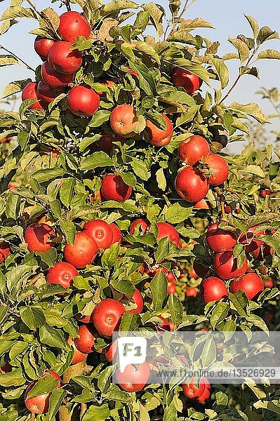 Rote reife Äpfel hängen an einem Apfelbaum in einer Plantage Bodman Bodenseekreis Baden-Württemberg Deutschland Europa