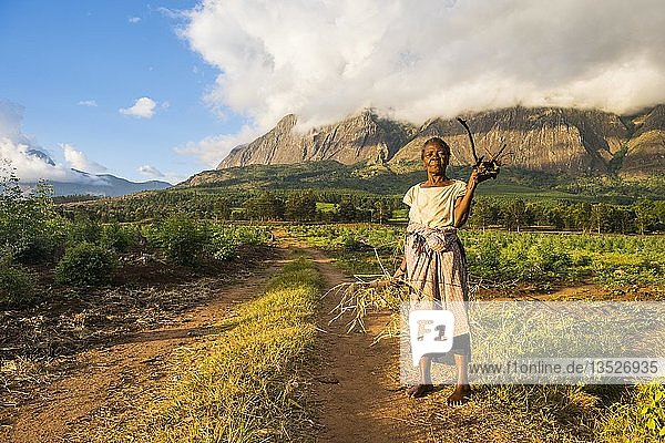 Alte Frau mit Brennholz auf dem Heimweg vor dem Berg Mulanje  Malawi  Afrika