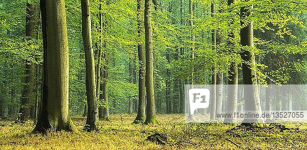 Natürlicher Buchenwald (Fagus) auf dem Höhenrücken Finne  Burgenlandkreis  Sachsen-Anhalt  Deutschland  Europa