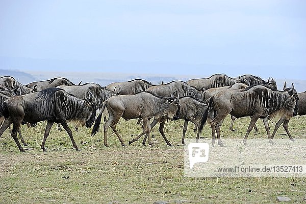 Gnu (Connochaetes taurinus)  Gnu in der Savanne  Gnuwanderung  Masai Mara  Kenia  Afrika