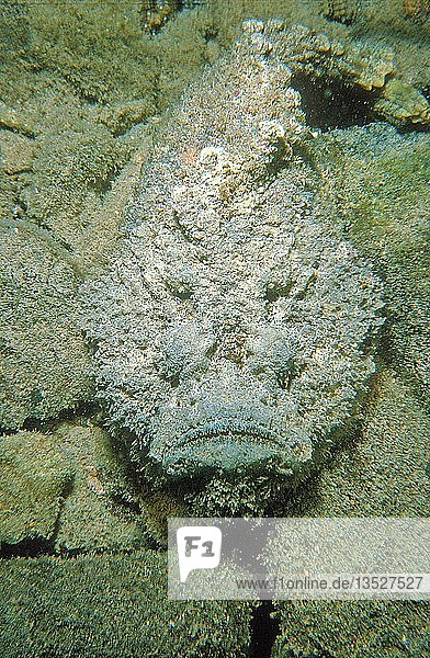 Echter Steinfisch (Synanceia verrucosa) auf Meeresgrund Sulawesi Indonesien Asien